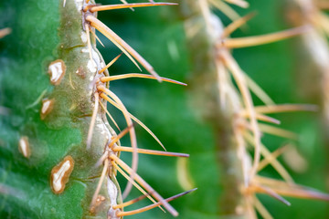 Cactus needles close up