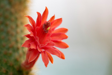 Cactus closeup in tropical garden Nong Nooch.