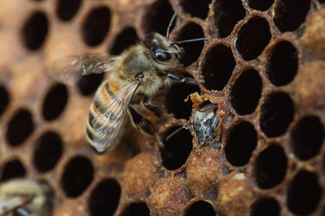 beekeeper at work