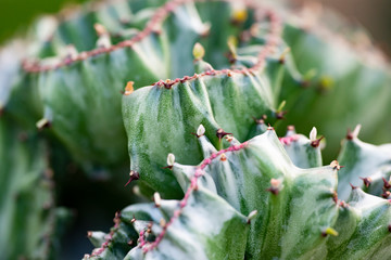 Cactus closeup in tropical garden Nong Nooch.
