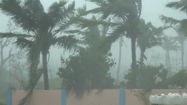 Major Hurricane Makes Landfall Lashing Palm Trees Strong Wind - Mang
