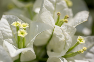 Bougainvillea is a genus of evergreens. Close-up.