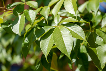 Fototapeta na wymiar Green leaf on blurred background