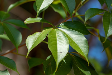 Fototapeta na wymiar Green leaf on blurred background