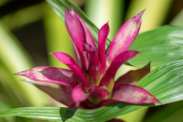 Guzmania - a flower close-up in natural light.
