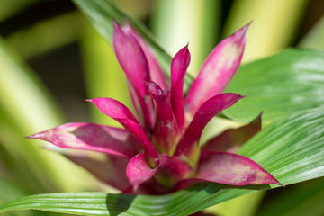 Guzmania - a flower close-up in natural light.