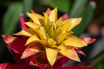 Fototapeta premium Guzmania - a flower close-up in natural light.