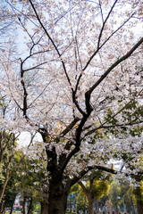 sakura tree in park Japan