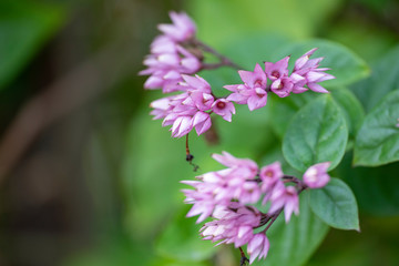Clerodendrum Thompson (lat. Clerodendrum thomsonae) - flowers close-up.