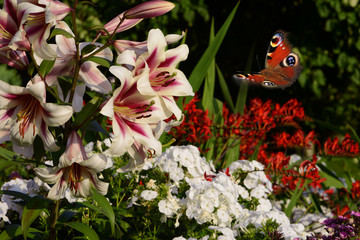 Schmetterling 566 © K.-U. Häßler