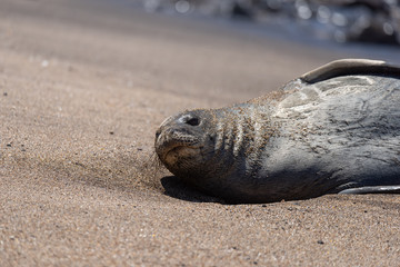 Hawaiian Monk Seal
