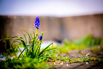 grape hyacinths