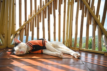 Cat sleep on bamboo wood balcony