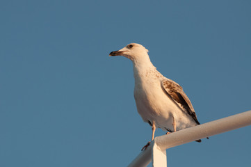Seagull resting with the blue sky in background
