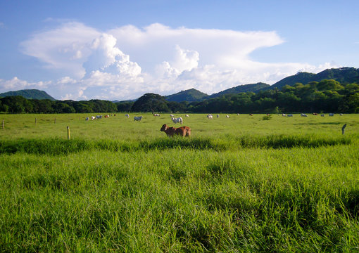 Ganader&iacute;a en potresos con monta&ntilde;as y nubes en Colombia