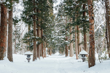 snow forest at togakushi shrine, Japan