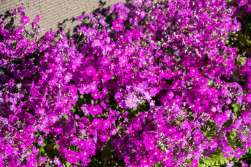 little flower garden