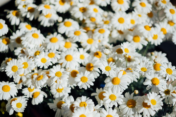 little white flower garden