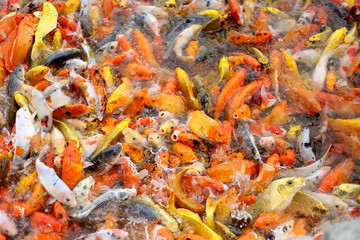 Obraz na płótnie Canvas Koi Fish swimming beautiful color variations natural .