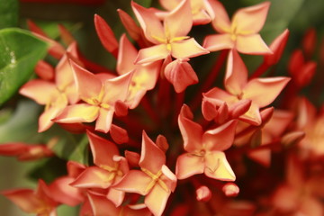 Orange Ixora flowers blooming