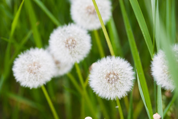 Dandelion flying on green background