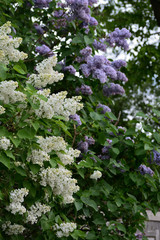 Lilac bush with blooming white flowers on a lilac background with purple flowers