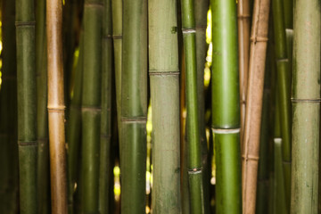 bamboo grove nature background