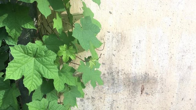 Close up green leaves of vine creeper plant over grunge concrete wall background.