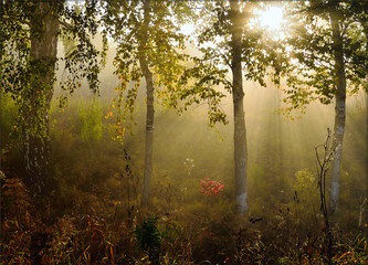 Fototapeta premium morning mist