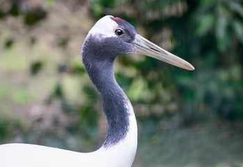 portrait of a red crowned crane