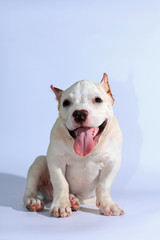 Obraz premium 3 months pitbull dog on white background 