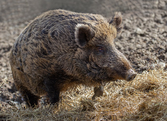 wild boar in the forest