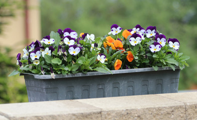 colorful pansy flowers in pot