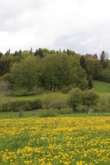 Frühling