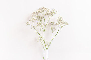 Gypsophila flowers on white background