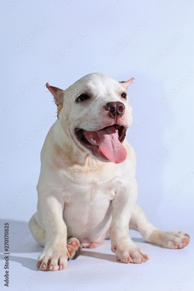 Wall mural 3 months pitbull dog on white background 