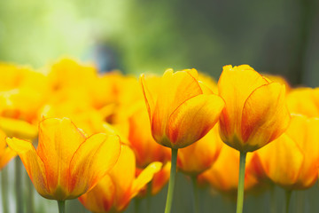 yellow tulip buds with fresh green leaves in soft light on blur background with place for your text. Holland tulip flowers in the park in spring.