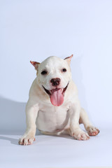 3 months pitbull dog on white background 