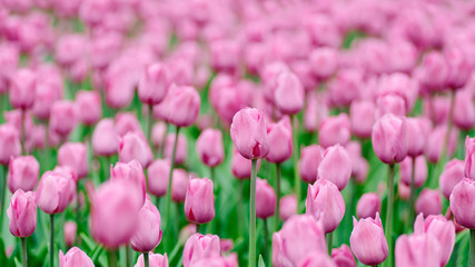 Pink tulip buds with fresh green leaves in soft light on blur background with place for your text. Holland tulip flowers in the park in spring.