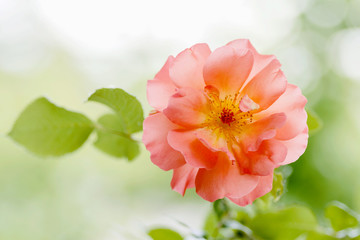 One big bright orange rose close up on the green blurred background. Orange Roses blossom in the garden. Care of garden shrub roses. Drops of water on the petal. Landscape design