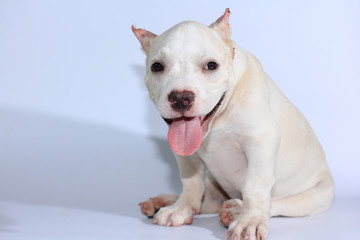 Obraz premium 3 months pitbull dog on white background 