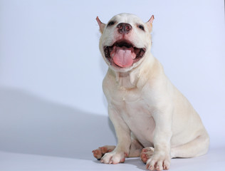 Obraz premium 3 months pitbull dog on white background 