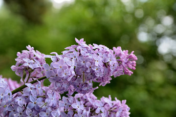 Purple flowers on a lilac branch and a fly on a blurred green background.Spring background