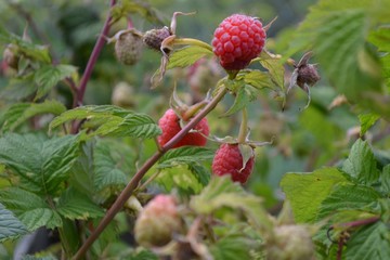 fruit, berry, red, raspberry, food, nature, garden, plant, green, ripe, summer, berries, leaf, bush, sweet, branch, wild, healthy, raspberry, leaves, blackberry, tree, fresh, juicy