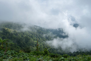 fog in forest mountain,Thailand