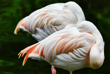 Fototapeta na wymiar birds Flamingo