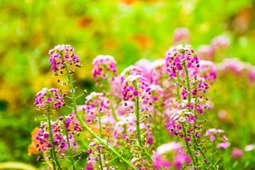 beautiful flowers on nature in park background
