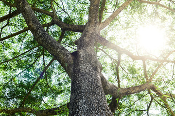 forest tree. nature green wood sunlight backgrounds