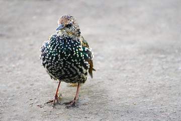A large motley Starling stands on the asphalt road.