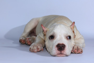 3 months pitbull dog on white background 